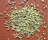 fennel seeds fennel seeds
