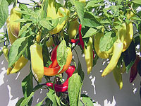 curry garden