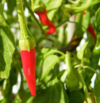 close-up of chillies
