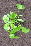 coriander