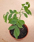 Murraya koenigii