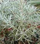 Helichrysum Angustifolium