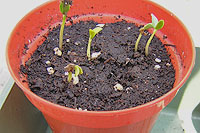 fenugreek seedlings