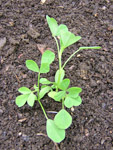 fenugreek
