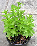 mint