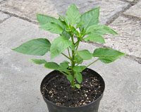 pepper