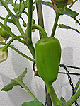 fenugreek seedlings