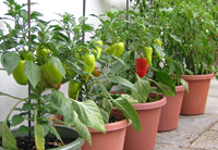 peppers and chillies