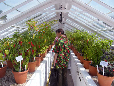 chilli plants at West Dean Gardens